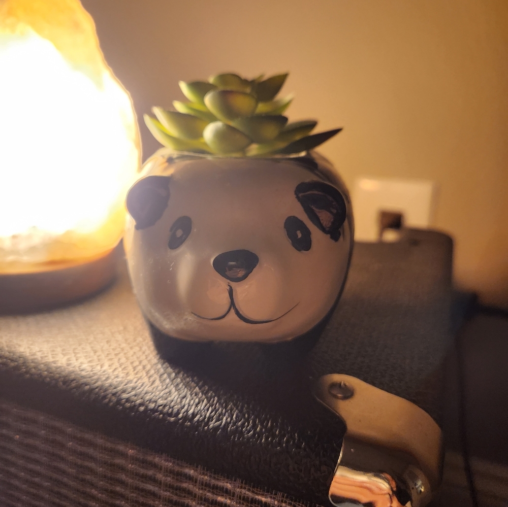 Cute Panda Succulent